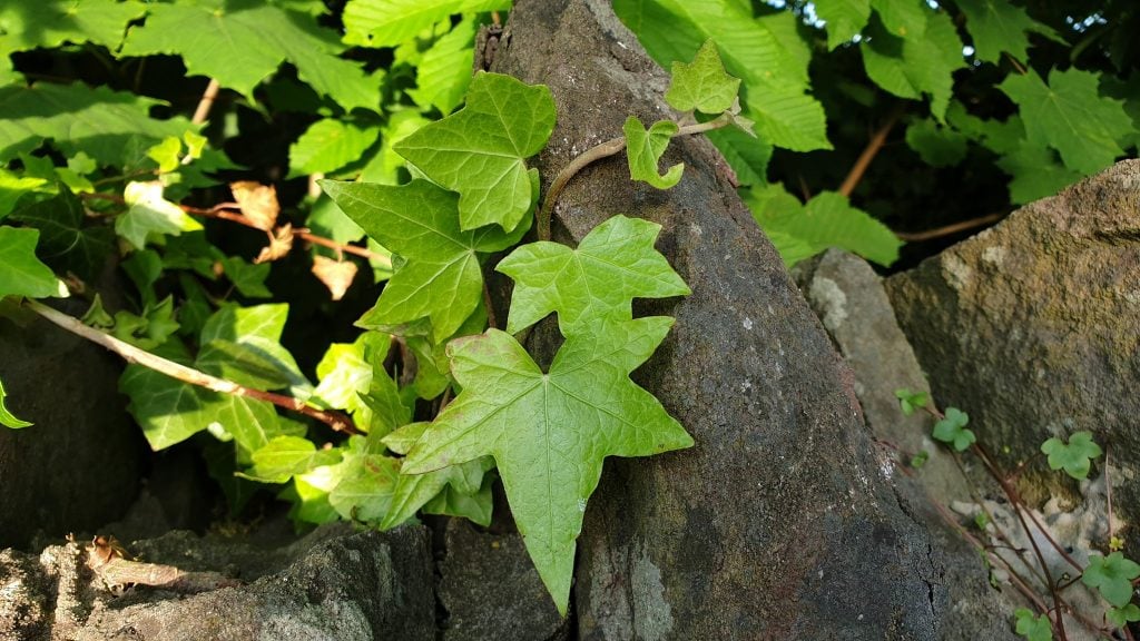 Ivy on a tree trunk